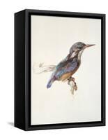 Study of a Kingfisher, with Dominant Reference to Colour, Probably October 1871-John Ruskin-Framed Stretched Canvas