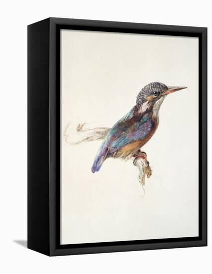 Study of a Kingfisher, with Dominant Reference to Colour, Probably October 1871-John Ruskin-Framed Stretched Canvas