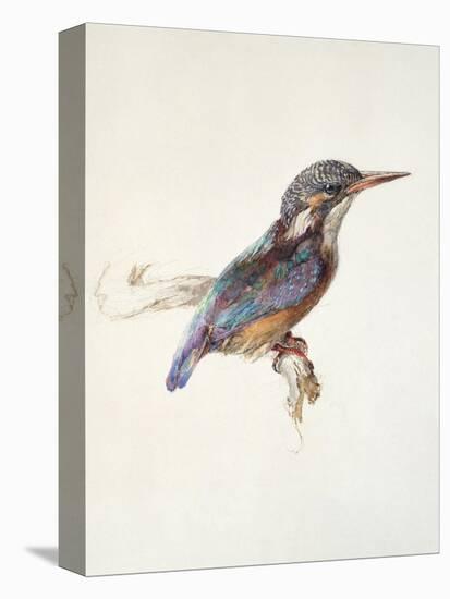 Study of a Kingfisher, with Dominant Reference to Colour, Probably October 1871-John Ruskin-Stretched Canvas