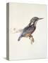 Study of a Kingfisher, with Dominant Reference to Colour, Probably October 1871-John Ruskin-Stretched Canvas