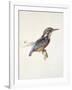 Study of a Kingfisher, with Dominant Reference to Colour, Probably October 1871-John Ruskin-Framed Giclee Print