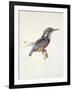 Study of a Kingfisher, with Dominant Reference to Colour, Probably October 1871-John Ruskin-Framed Giclee Print