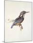 Study of a Kingfisher, with Dominant Reference to Colour, Probably October 1871-John Ruskin-Mounted Giclee Print