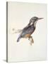 Study of a Kingfisher, with Dominant Reference to Colour, Probably October 1871-John Ruskin-Stretched Canvas