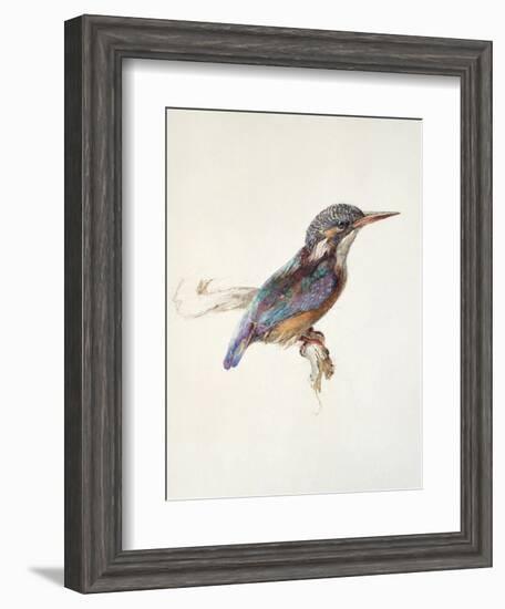 Study of a Kingfisher, with Dominant Reference to Colour, Probably October 1871-John Ruskin-Framed Giclee Print