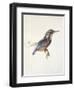 Study of a Kingfisher, with Dominant Reference to Colour, Probably October 1871-John Ruskin-Framed Giclee Print