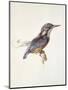 Study of a Kingfisher, with Dominant Reference to Colour, Probably October 1871-John Ruskin-Mounted Giclee Print