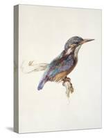 Study of a Kingfisher, with Dominant Reference to Colour, Probably October 1871-John Ruskin-Stretched Canvas