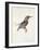 Study of a Kingfisher, with Dominant Reference to Colour, Probably October 1871-John Ruskin-Framed Giclee Print