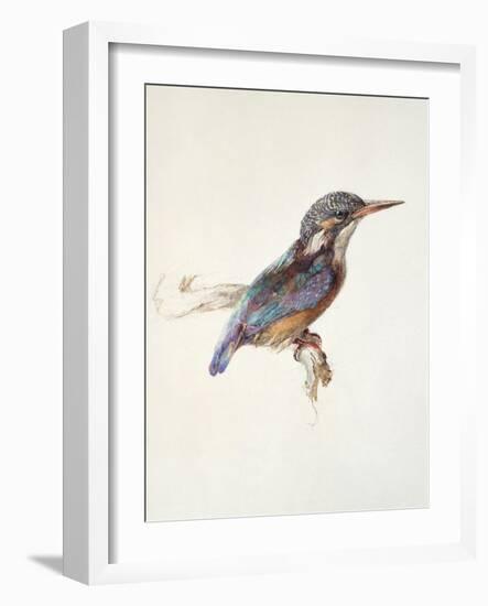 Study of a Kingfisher, with Dominant Reference to Colour, Probably October 1871-John Ruskin-Framed Giclee Print