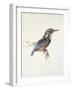 Study of a Kingfisher, with Dominant Reference to Colour, Probably October 1871-John Ruskin-Framed Giclee Print