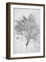 Study of a Lemon Tree, 1899-Frederic Leighton-Framed Giclee Print