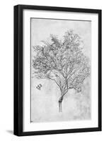 Study of a Lemon Tree, 1899-Frederic Leighton-Framed Giclee Print