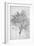 Study of a Lemon Tree, 1899-Frederic Leighton-Framed Giclee Print