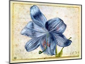 Study of a Lily, 1526-Albrecht Dürer-Mounted Giclee Print