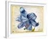 Study of a Lily, 1526-Albrecht Dürer-Framed Giclee Print