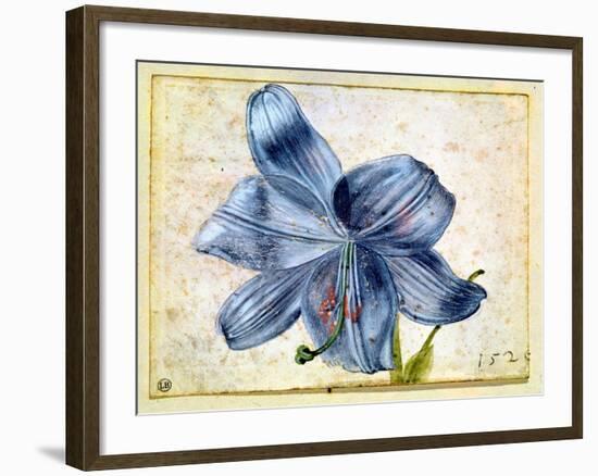 Study of a Lily, 1526-Albrecht Dürer-Framed Giclee Print