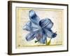 Study of a Lily, 1526-Albrecht Dürer-Framed Giclee Print