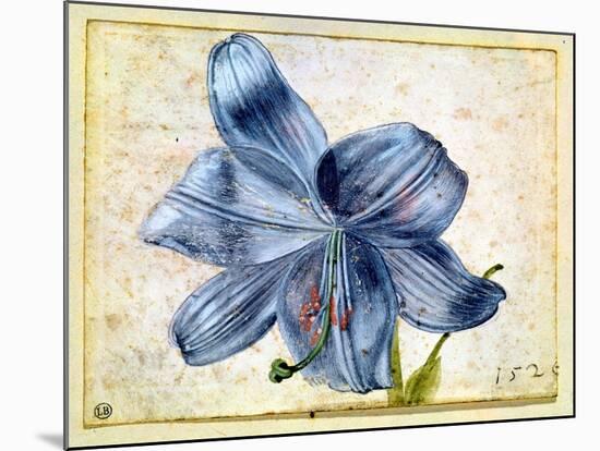 Study of a Lily, 1526-Albrecht Dürer-Mounted Giclee Print