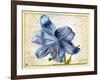 Study of a Lily, 1526-Albrecht Dürer-Framed Giclee Print