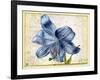 Study of a Lily, 1526-Albrecht Dürer-Framed Giclee Print