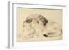 Study of a Lion, 1879-William Huggins-Framed Giclee Print