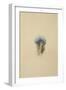 Study of a Peacock Feather, 1873-John Ruskin-Framed Giclee Print