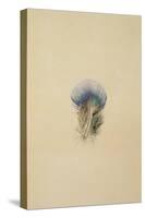 Study of a Peacock Feather, 1873-John Ruskin-Stretched Canvas