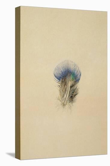 Study of a Peacock Feather, 1873-John Ruskin-Stretched Canvas
