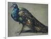 Study of a Peacock for 'The Judgement of Paris'-William Etty-Framed Giclee Print