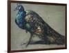 Study of a Peacock for 'The Judgement of Paris'-William Etty-Framed Giclee Print