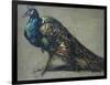 Study of a Peacock for 'The Judgement of Paris'-William Etty-Framed Giclee Print