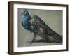 Study of a Peacock for 'The Judgement of Paris'-William Etty-Framed Giclee Print
