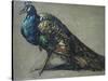 Study of a Peacock for 'The Judgement of Paris'-William Etty-Stretched Canvas