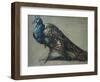 Study of a Peacock for 'The Judgement of Paris'-William Etty-Framed Giclee Print