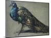 Study of a Peacock for 'The Judgement of Paris'-William Etty-Mounted Giclee Print