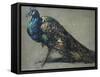 Study of a Peacock for 'The Judgement of Paris'-William Etty-Framed Stretched Canvas