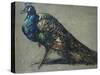 Study of a Peacock for 'The Judgement of Paris'-William Etty-Stretched Canvas