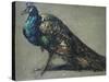 Study of a Peacock for 'The Judgement of Paris'-William Etty-Stretched Canvas