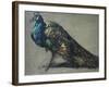 Study of a Peacock for 'The Judgement of Paris'-William Etty-Framed Giclee Print