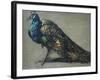 Study of a Peacock for 'The Judgement of Paris'-William Etty-Framed Giclee Print