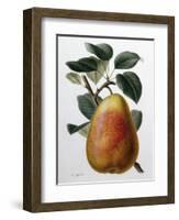 Study of a Pear-Adrienne Faguet-Framed Giclee Print