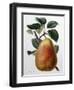 Study of a Pear-Adrienne Faguet-Framed Giclee Print