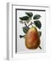 Study of a Pear-Adrienne Faguet-Framed Giclee Print