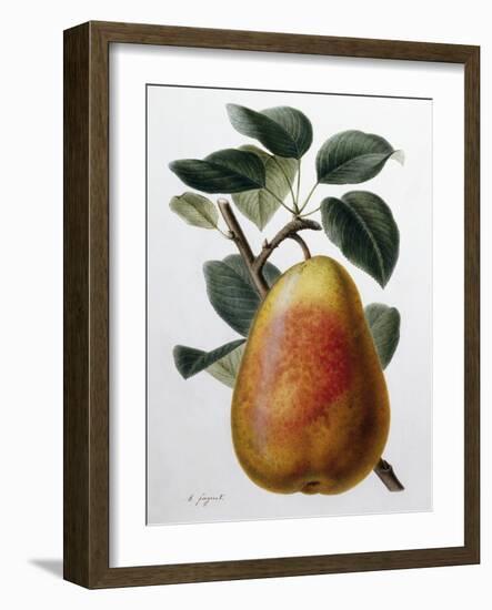 Study of a Pear-Adrienne Faguet-Framed Giclee Print