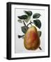 Study of a Pear-Adrienne Faguet-Framed Giclee Print