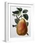 Study of a Pear-Adrienne Faguet-Framed Giclee Print