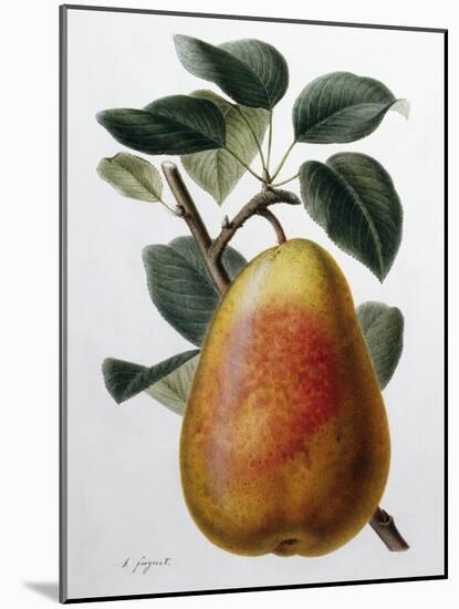 Study of a Pear-Adrienne Faguet-Mounted Giclee Print