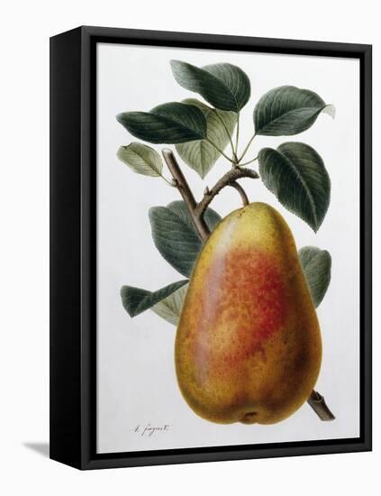 Study of a Pear-Adrienne Faguet-Framed Stretched Canvas