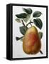 Study of a Pear-Adrienne Faguet-Framed Stretched Canvas